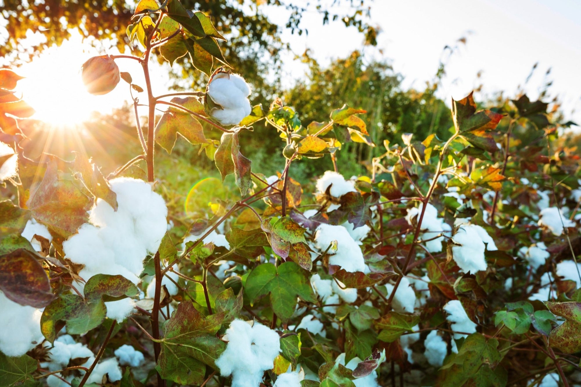 Are Cotton Reusable Nappies really Eco-Friendly? - Panda Baby Supplies | Australias Premium Bamboo Eco Nappies & Wipes