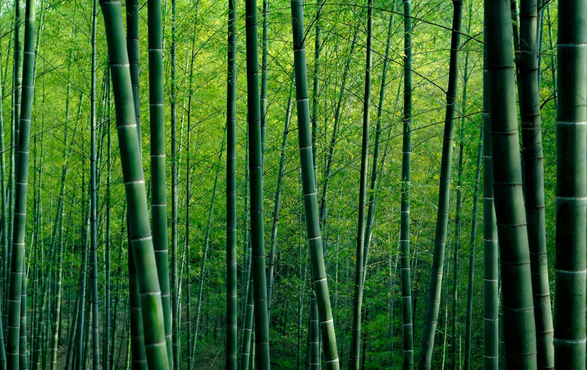 Here’s 3 Reasons Why Bamboo is truly Sustainable: - Panda Baby Supplies | Australias Premium Bamboo Eco Nappies & Wipes